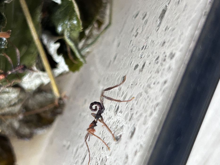 Straszyk australijski Nimfa