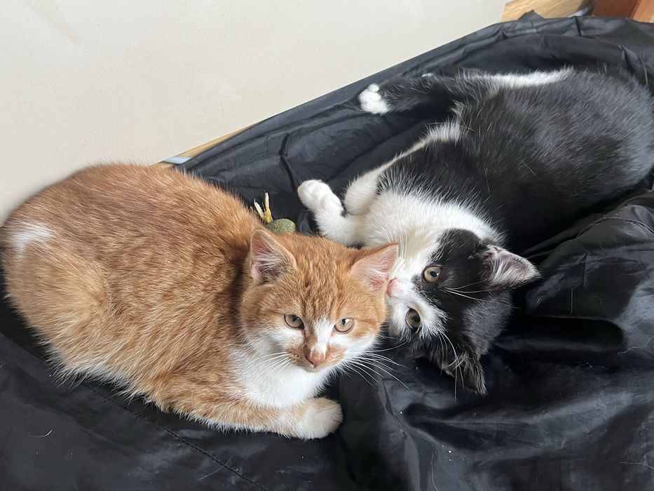 Кошенята в хороші руки.