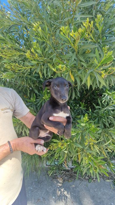 Whippet Preto Macho com Lop