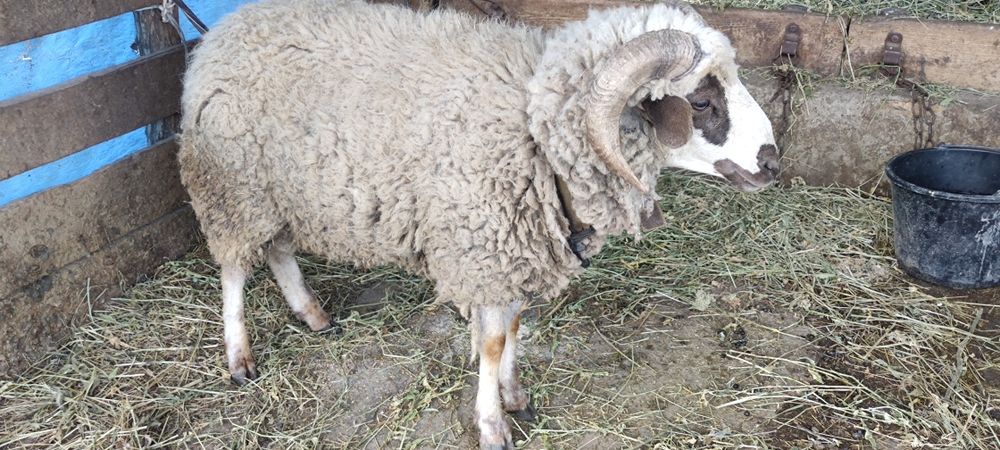 Продам барана (на хозяйство)