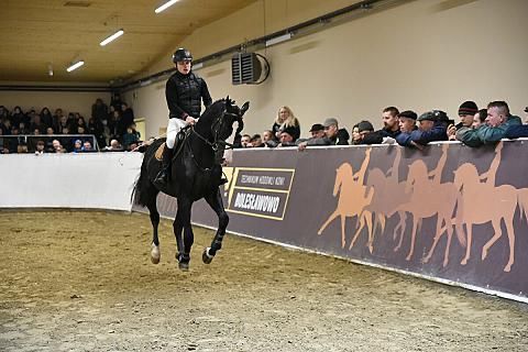 Wysoki dwuletni ogierek