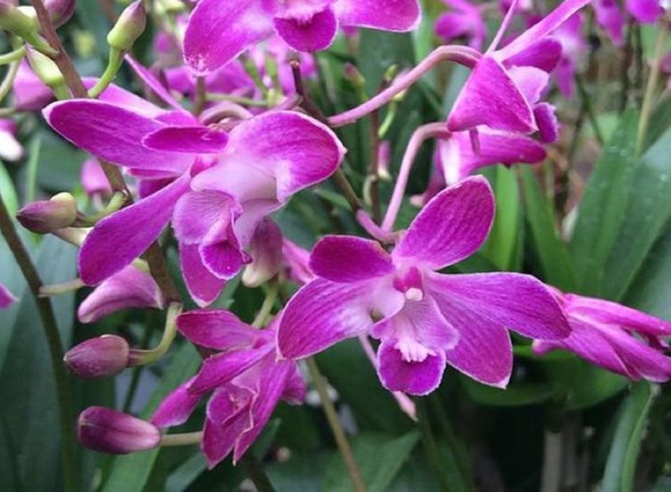 Дендробіум Беррі Ода, кімнатна рослина