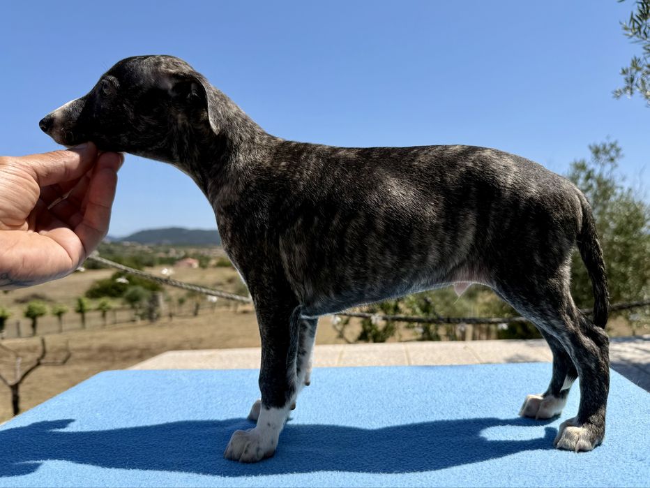 Whippet lindo com lop
