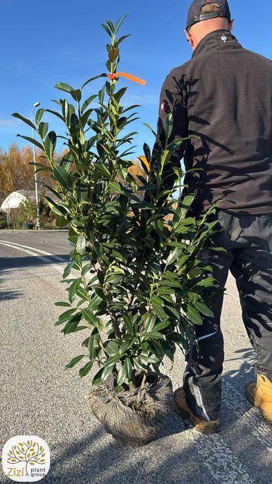 laurowiśnia Elly 80-175cm, Prunus laurocerasus, kopana z gruntu, bryła, zimozielony krzew