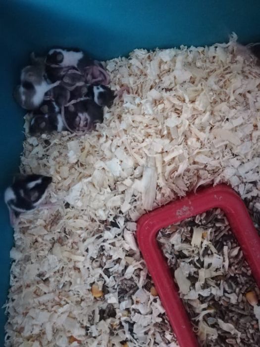 Myszki,myszy w różnych kolorach