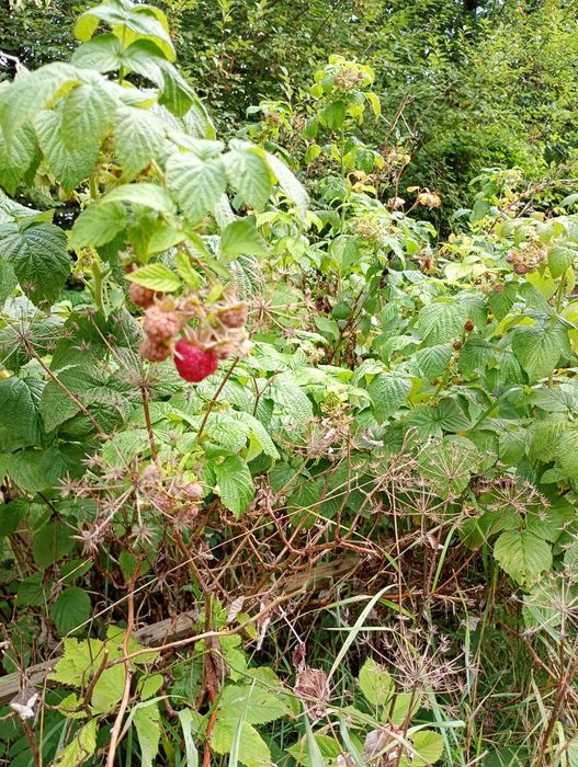 Piękna działka budowlana z planem miejscowym.