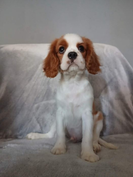 Cavalier King Charles Spaniel, samiec