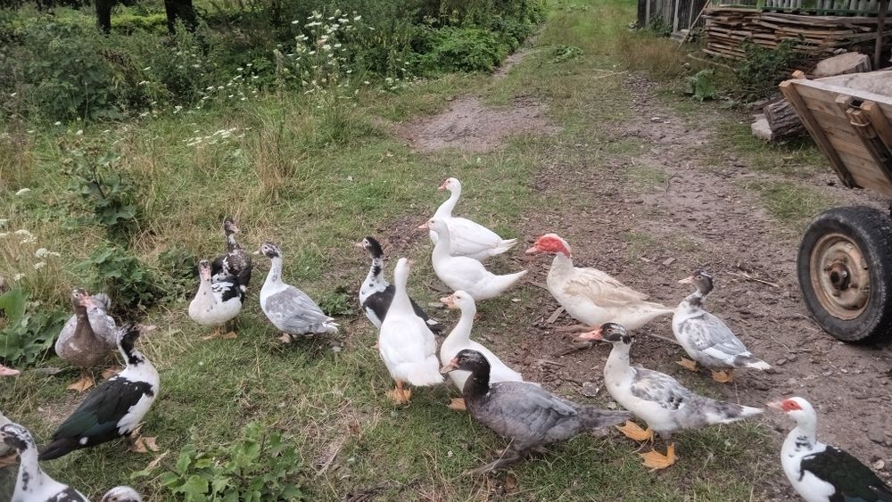 Продам мускусні качки (індокачкі)