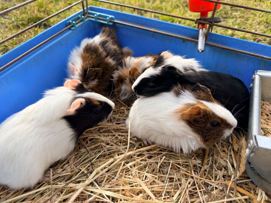 Świnki morskie młode