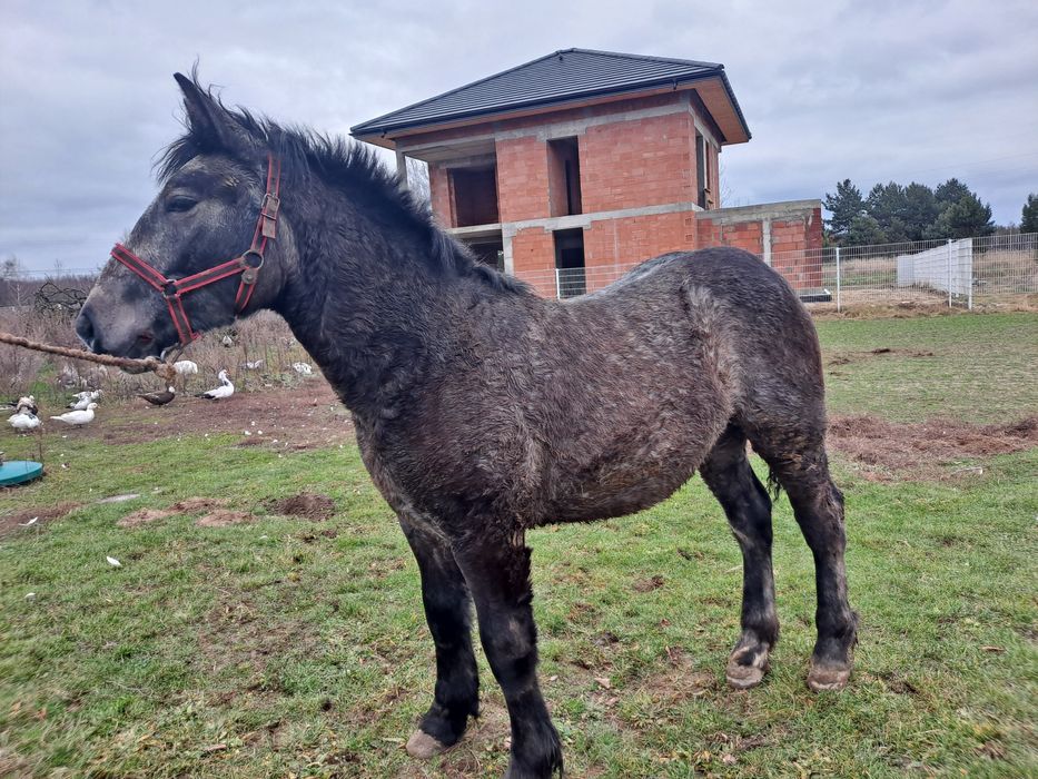 Ogierek zimnokrwisty siwy