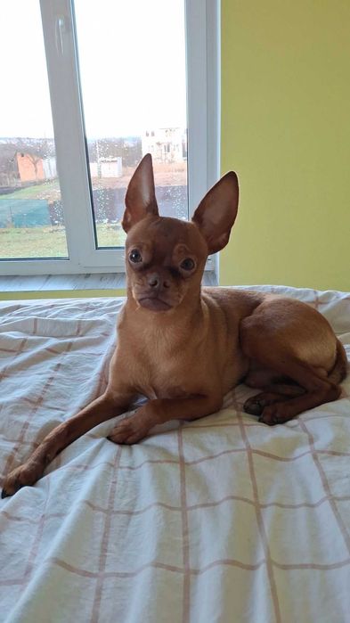 Той тер'єр шукає пару