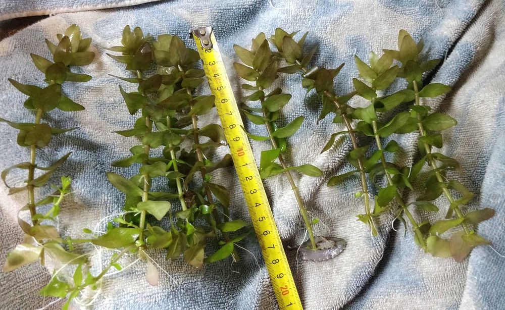 Roślina do akwarium Bacopa caroliniana/Colorata - sadzonki
