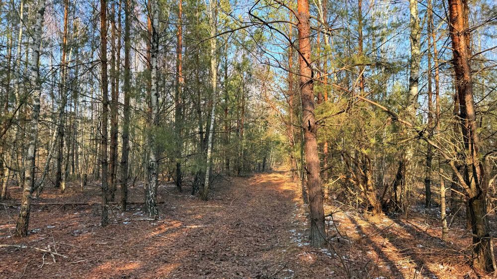 Земля серед лісу для прекрасного життя! 20хв до Києва! 4100$