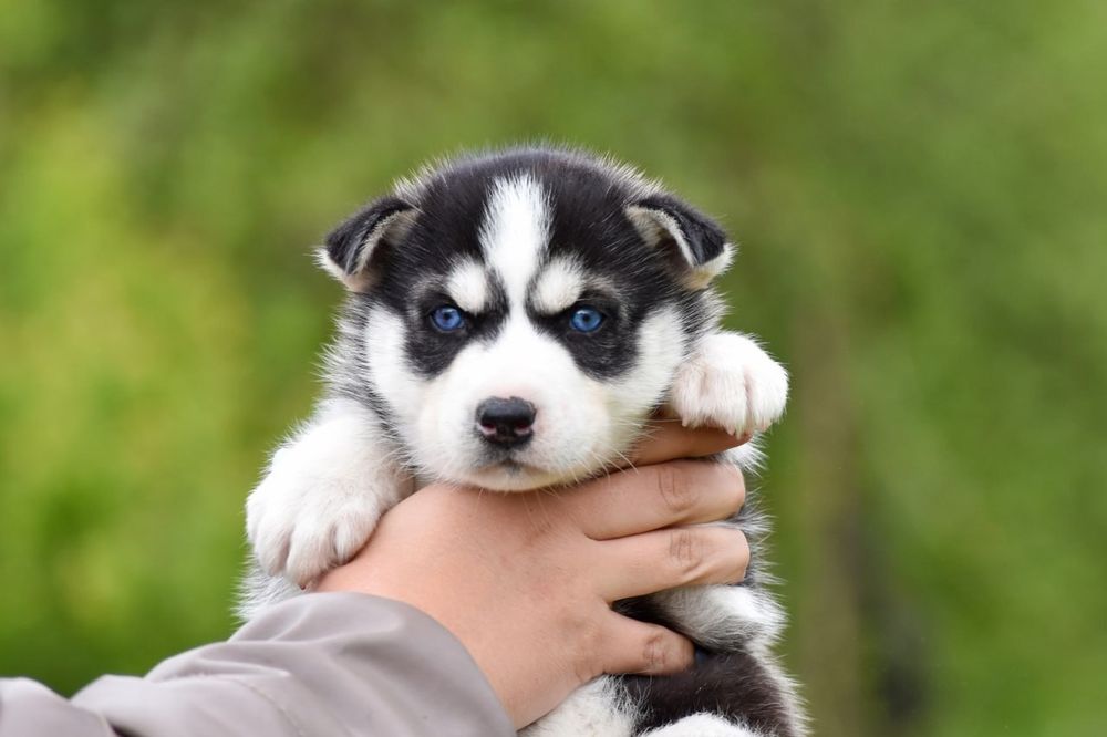 Блакитноокі цуценята хаскі