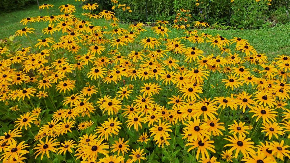 Rudbekia duże  kępy