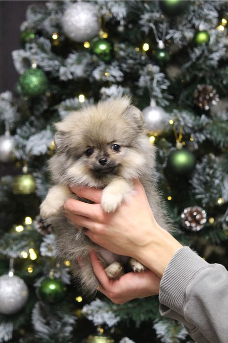 Девочка шпиц ,щенки шпица не дорого