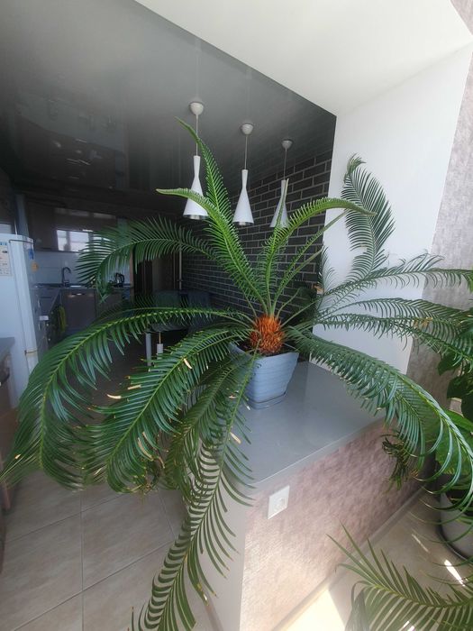 Пальма Сагова Цикас