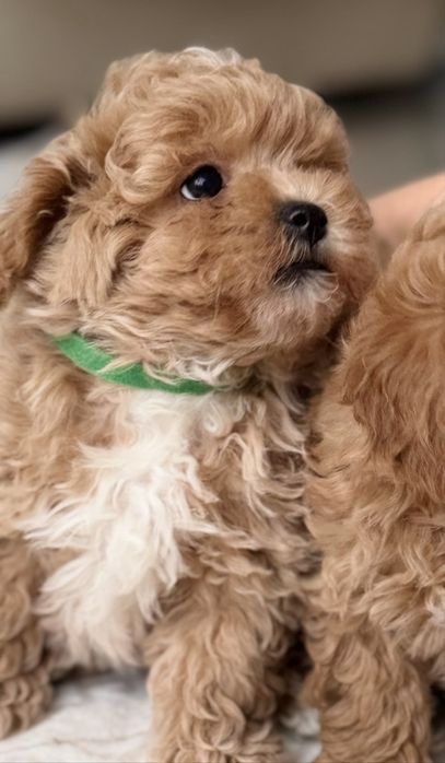 Мальтипу той пудель maltipoo poodle