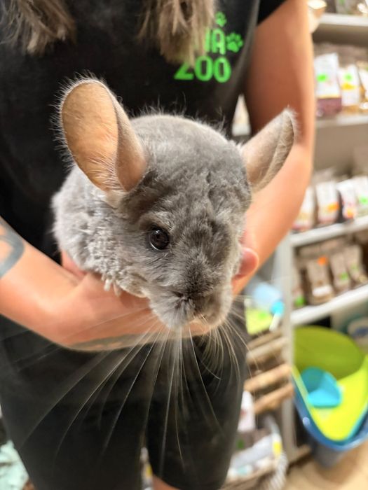 Szynszyla samica - TINA ZOO WITKIEWICZA