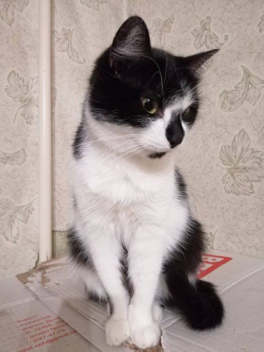 Кішка, кіт, кошення