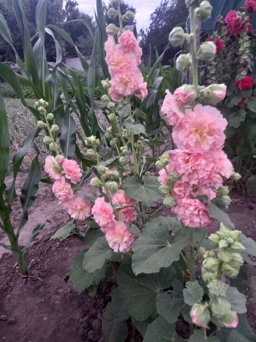 Насіння Мальви махрової-шток троянди