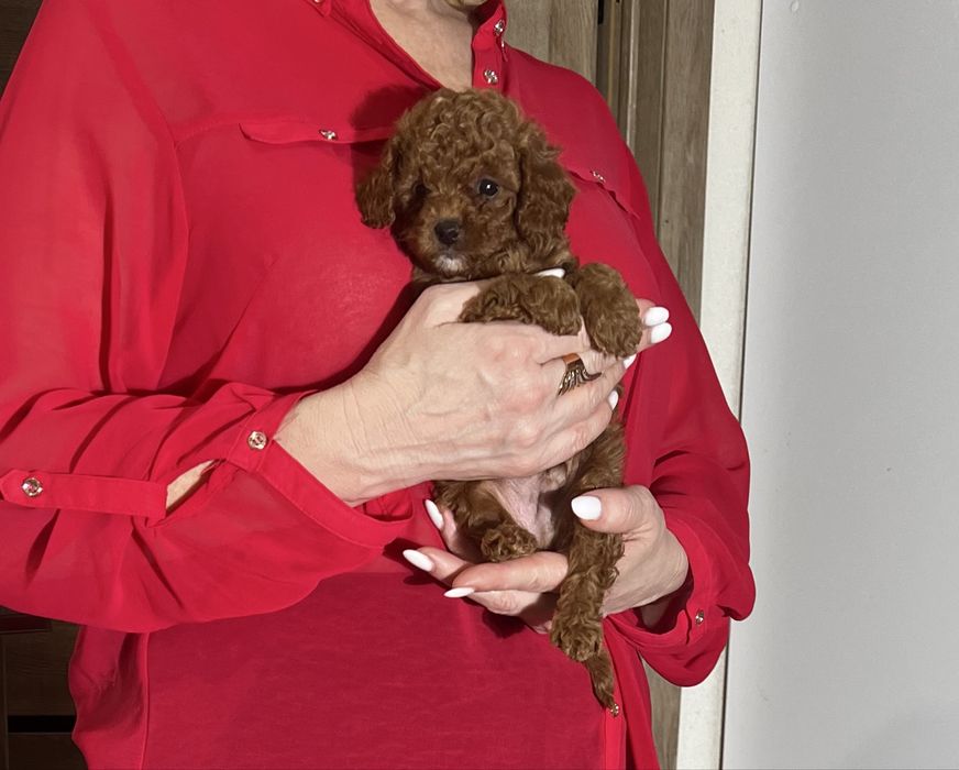 Кучерявый мини той пудель КСУ red brown