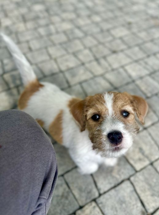 Jack Russell Terrier