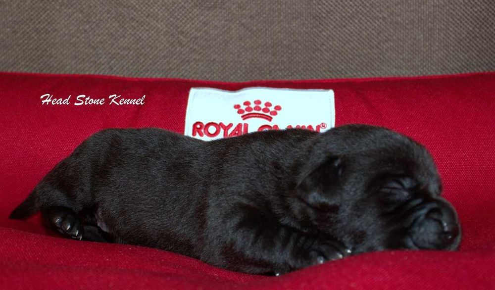 КСУ Лабрадор ретривер