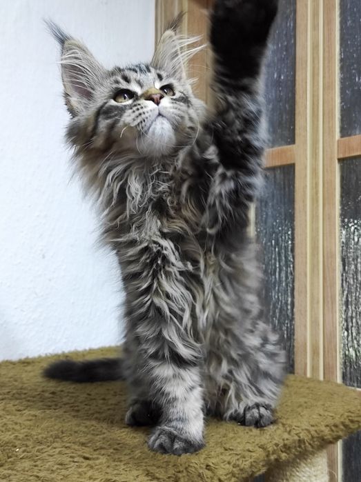 Дівчина серйозна мейн кун