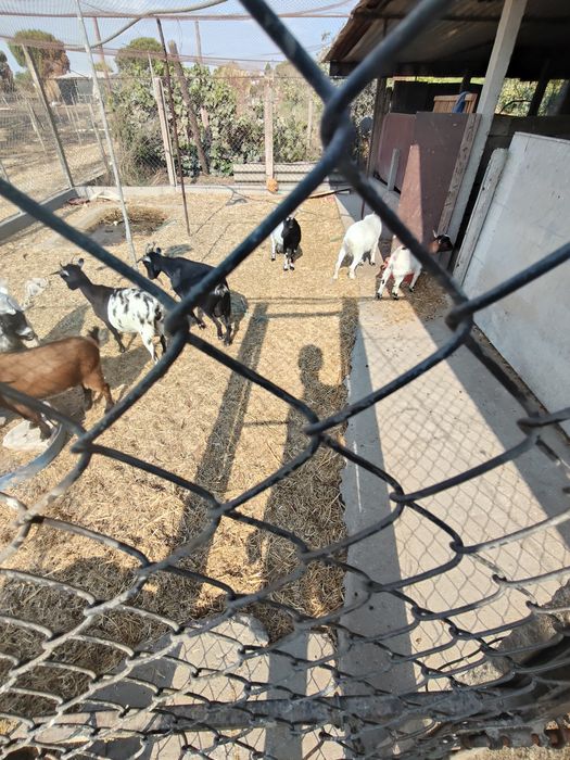 Vende-se Rebanho de Cabras e Bodes
