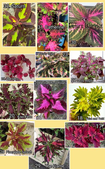 Колеусы 40 сортов! Молодые растения