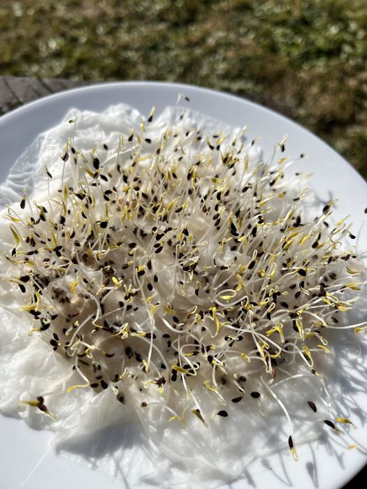 Facelia błękitna 10kg, 2025 pierwszy zbiór po C1