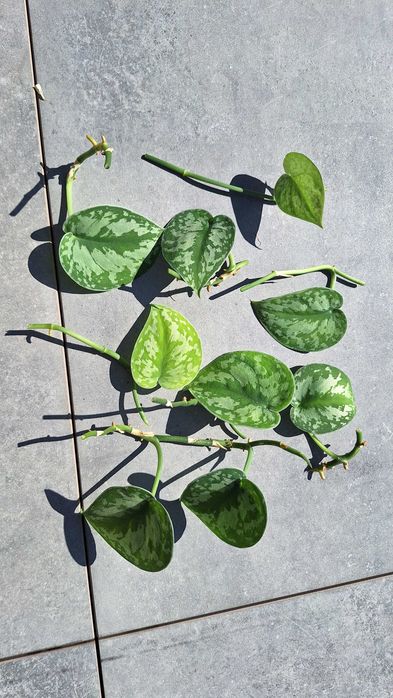 Scindapsus pictus trebie sadzonki