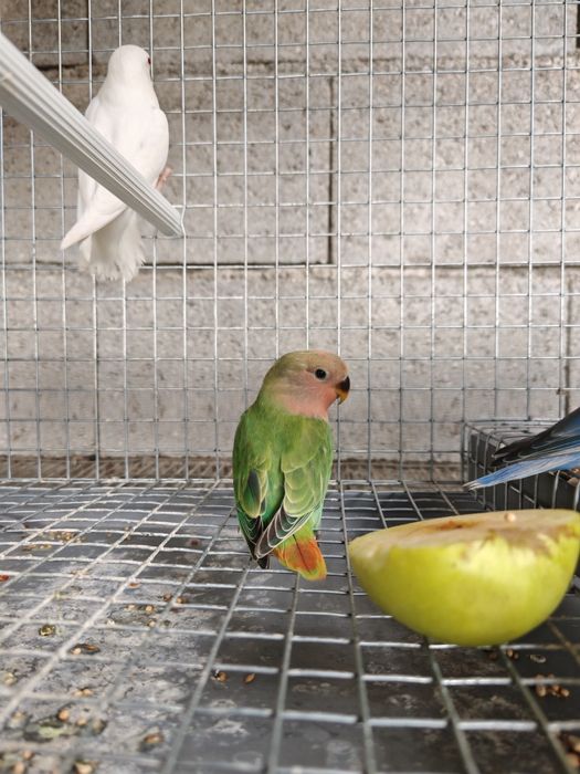 Agapornis Roseicollis