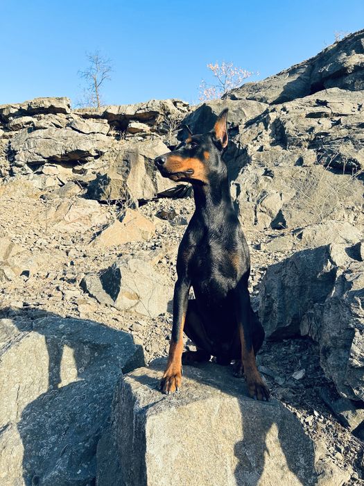 Доберман для вʼязки