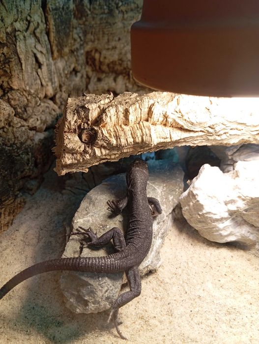 Jaszczurka perłowa melanistyczna Timon lepidus