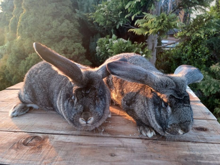 Króliki Belg Olbrzym x Baran Francuski – 6 miesięcy, 5.5–6 kg, hodowlane