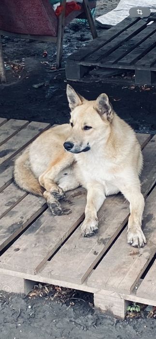 Пес шукає господаря