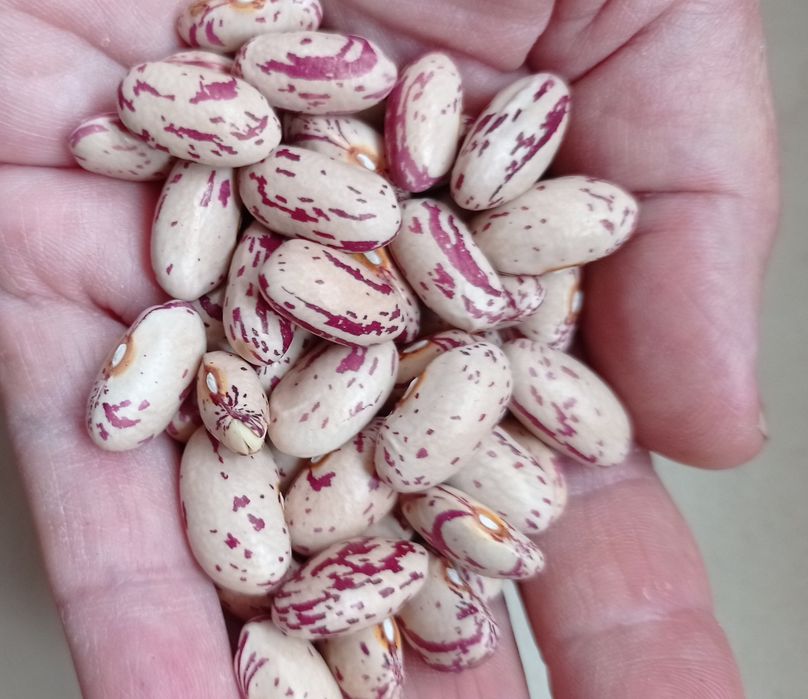 Продам квасолю п'яти сортів,врожай 2023 року