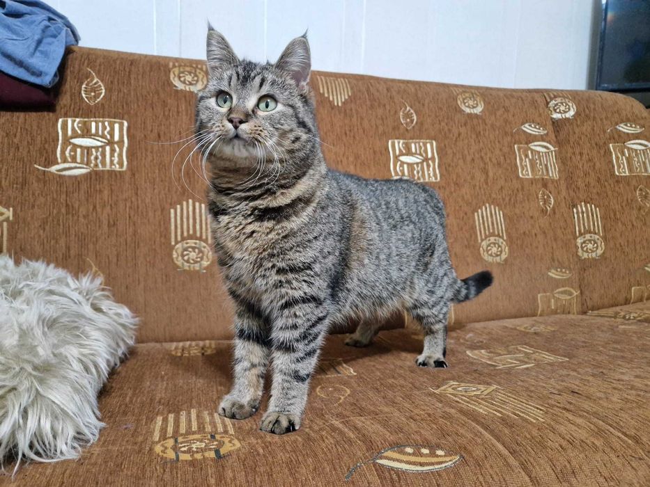 Lepik i Calineczka - wspaniałe dwa kotki