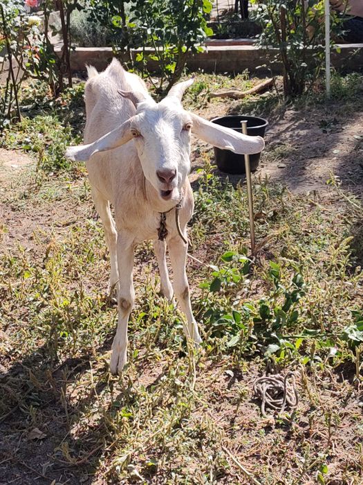Продам англо-нубийскую козу