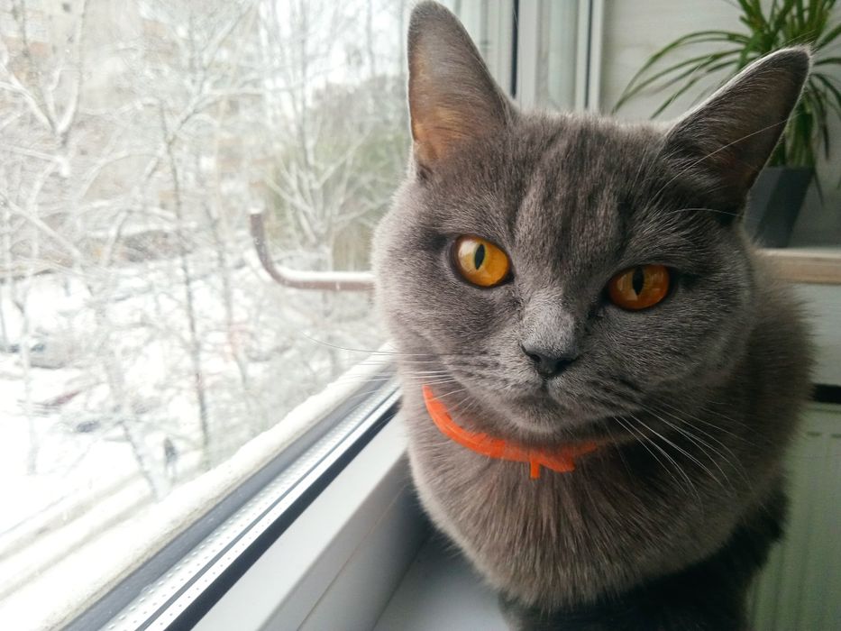 Продаю кішку шотландку