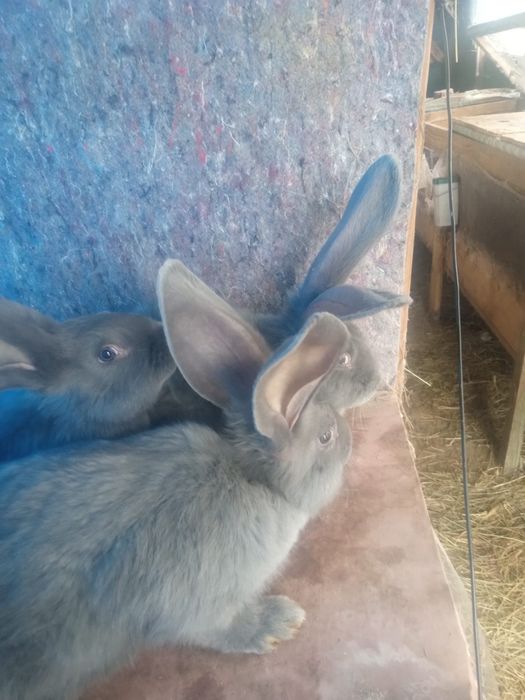 Olbrzym belgijski niebieski