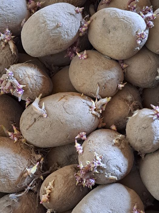 Ziemniaki jadalne wielkości sadzeniak Colomba