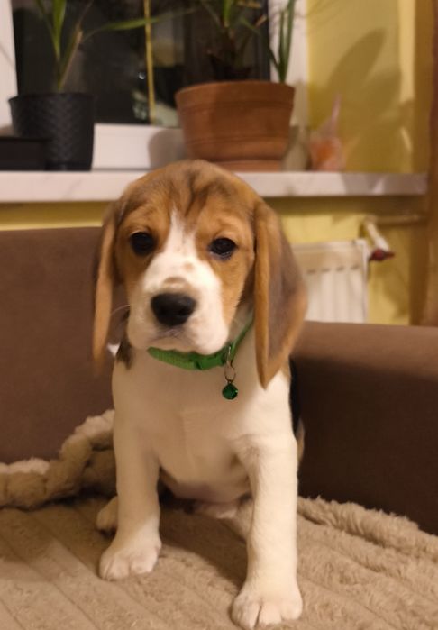 Beagle ZKwP dziewczynka