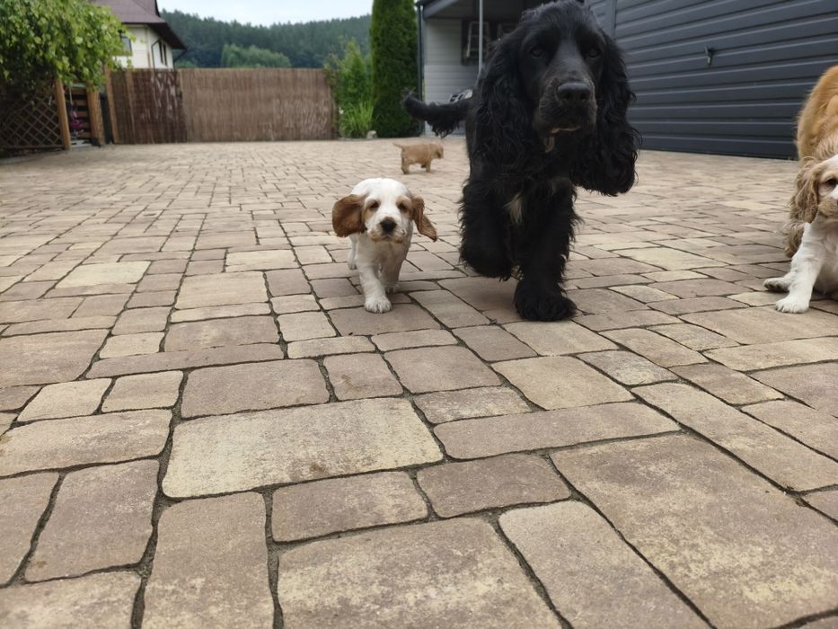 Cocker Spaniel Angielski