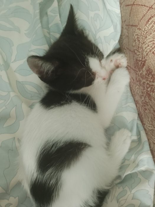 Віддам кішечку в добрі руки