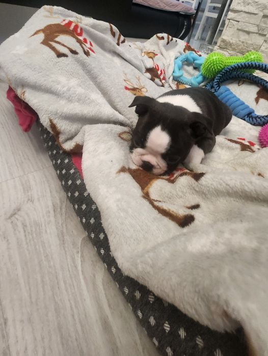 Boston Terrier FCI
