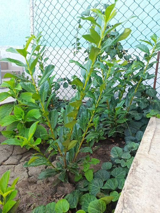 Лавровишня куст большой Кавказовка