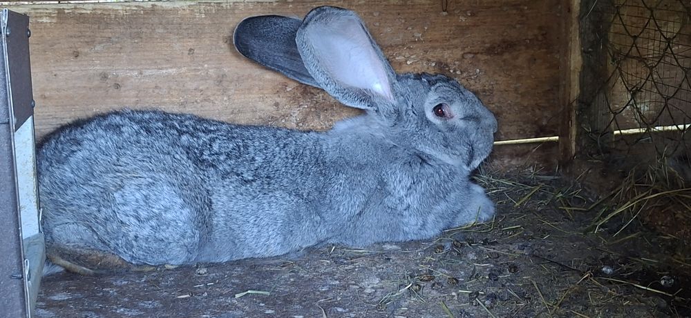 Самчик 6 місяців